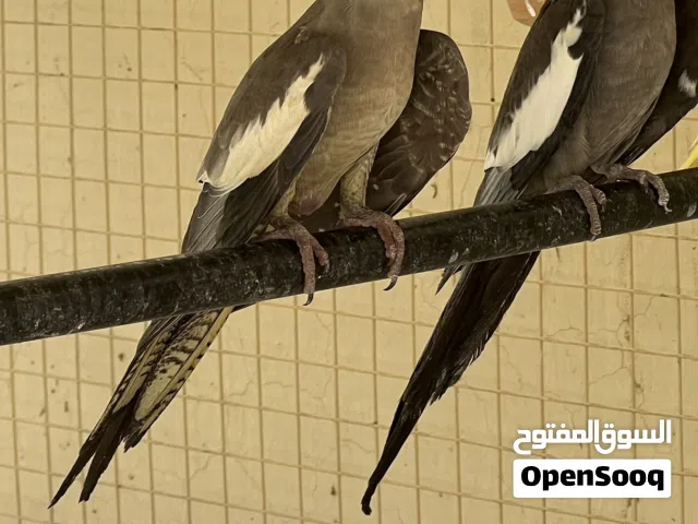 طيور كوكتيل