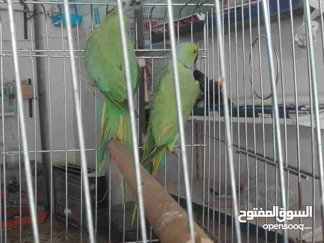 جوز ببغاء دره