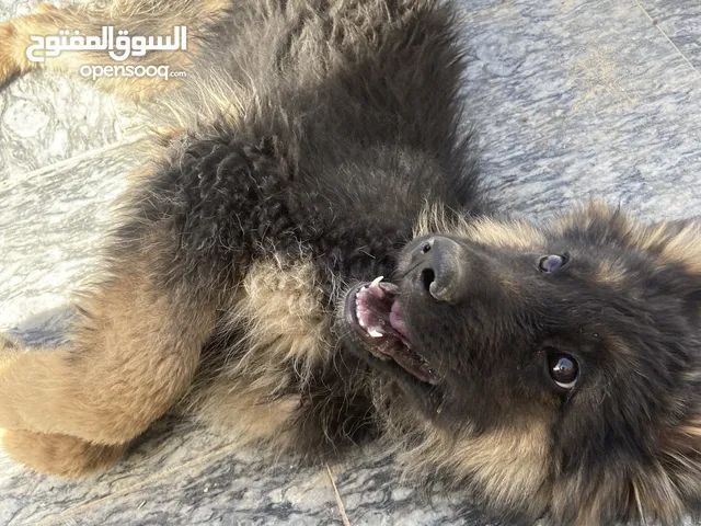 جيرمن شيبرد بيور كسحه عضم عريض ماخد المطاعيم
