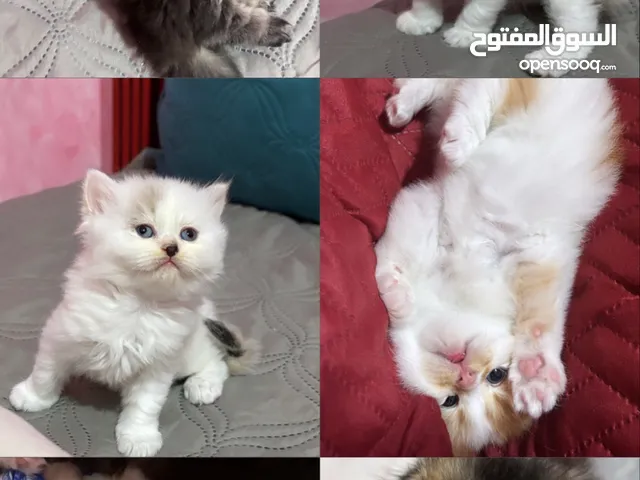 الذكر 600 الانثى700