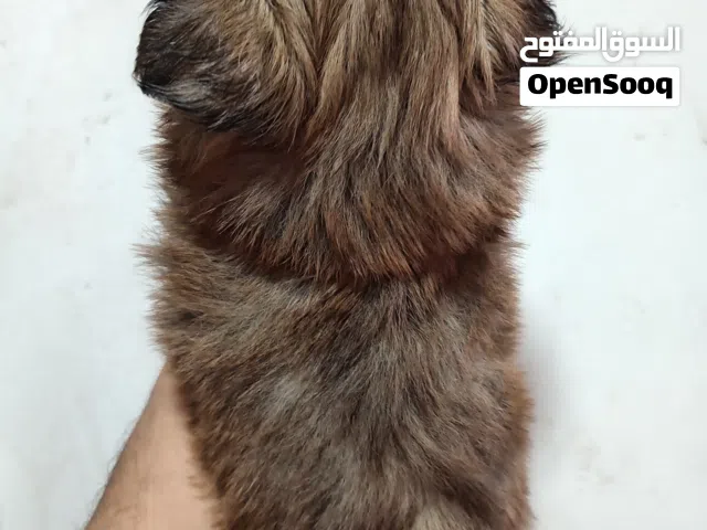 جرو مالتيز لون كابتشينو ذكر