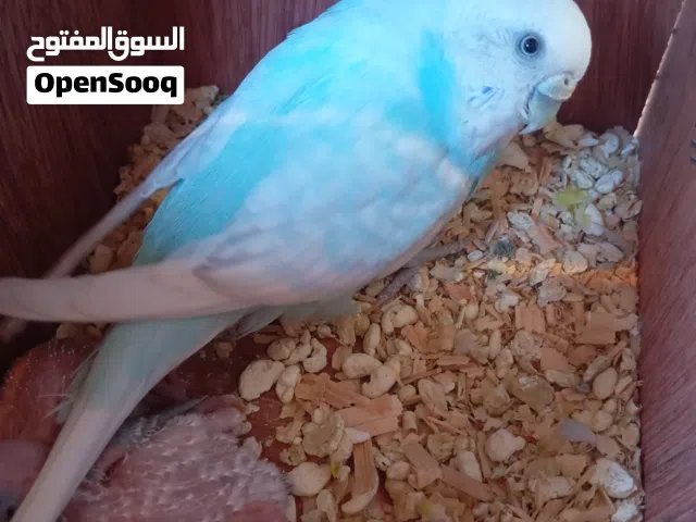 السلام عليكم ورحمه الله وبركاته متوفر كوبي بقالينو تحت اربع فروخ كوبيه ماكينه بسم الله ما شاء الله