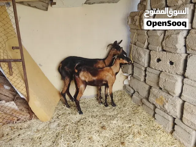 حلال عمان الخير