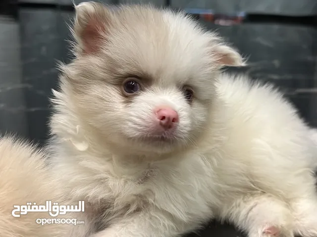 جراوي بومرينيان للبيع