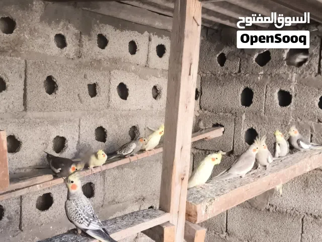 بسم الله ماشاء الله 11الطرف كوكتيل كلهم انتاج  كبار الألوان حبشي لاتينو إيزبيل