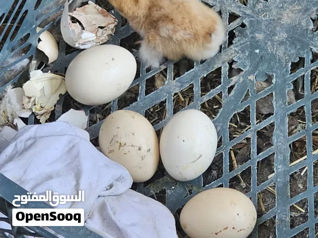دجاج للبيع درجه اولى وحده اضن دنراويه وثانيه درجه اولى حلال مال بيت صار سنين