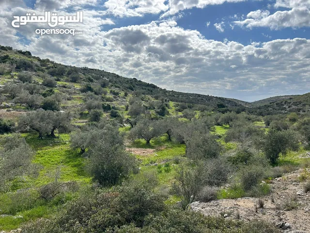 Farm Land for Sale in Tulkarm Kafr Zibad