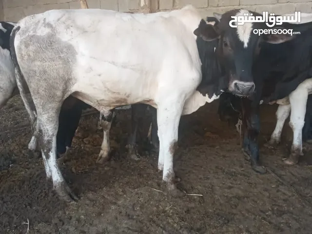 سلام عليكم عجول عراقيات نذاري