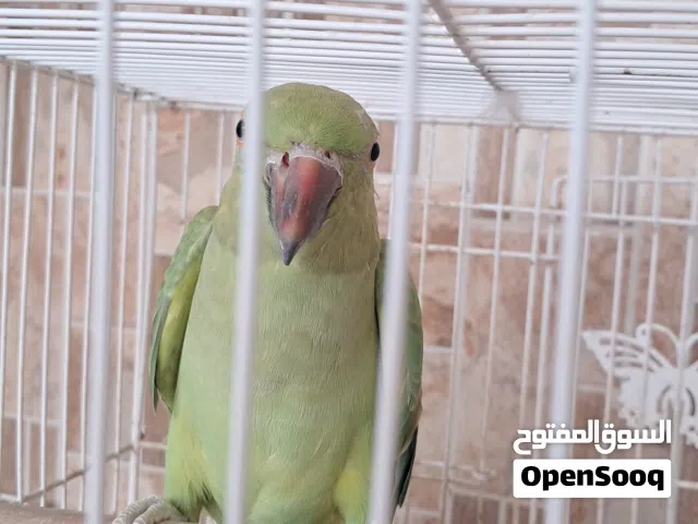 دره انثي هندي