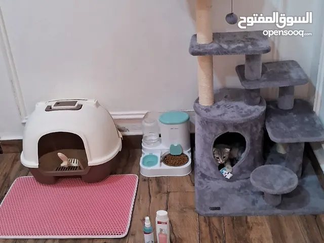 سكوتش فولد ذكر 3 شهور