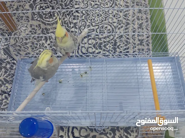 سحت البغاجيد