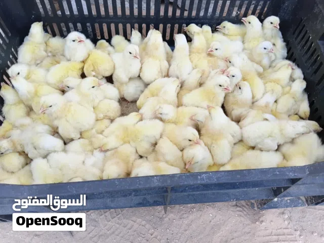 كتكوت دجاج ابيض امتاع الدحي