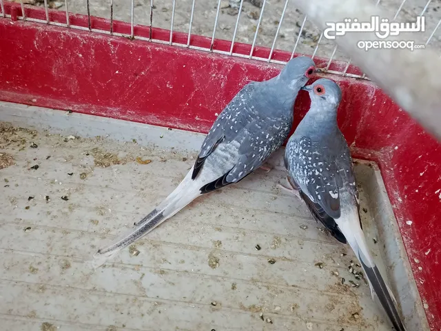 جوز حمام ماسي شغال موجودات في اربد