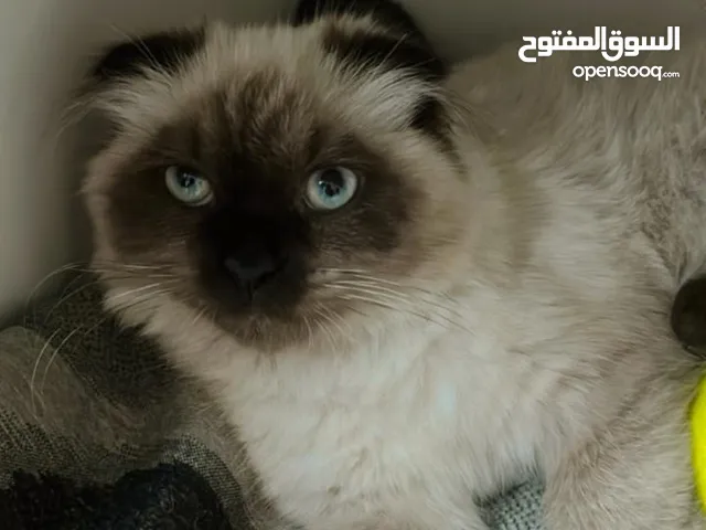 Himalayan 5 months old fully vaccinated playful and energetic