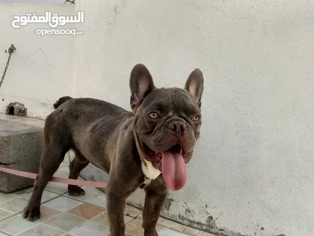 كلب فرنش بلدج