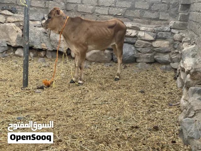 ثور أو عجل