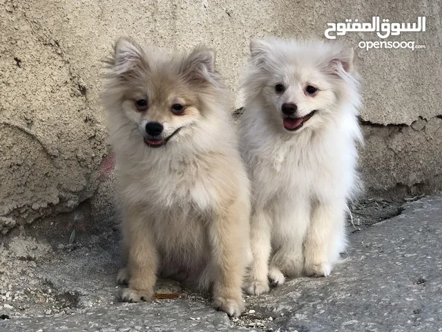 بمريان العمر 7 اشهر