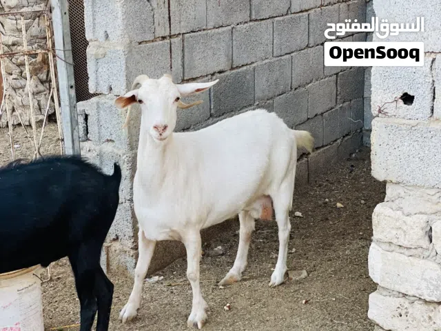 زوز  ماعز للبيع حليب ماعيز ربي يبارك