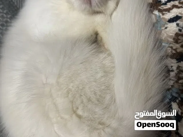 قطط للبيع الام تركيه والاب شيرازي