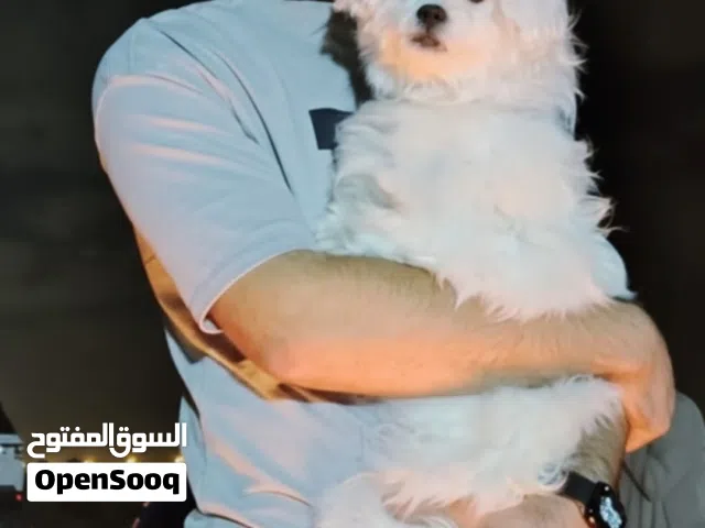 Female Maltese,12 months, for sale  Small   size weighing 2.5 kg انثى مالتيز عمر 12شهر  نظيفة ومدربة