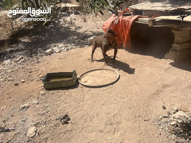 ذكر بيتبل للبيع