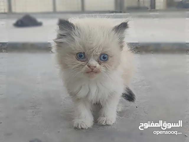 ذكر راغدول عمر شهرين للبيع
