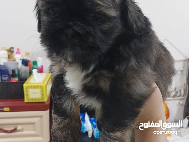 Shih tzus Puppy