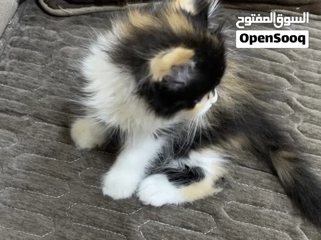 قطة شيرازي