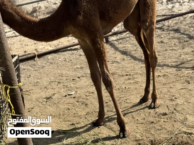 بكره حواره للبيع