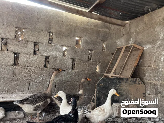 بط منتج للبيع