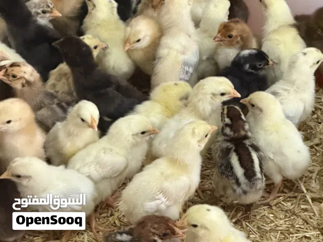 سقوان الدار صيصان بسعر مغري