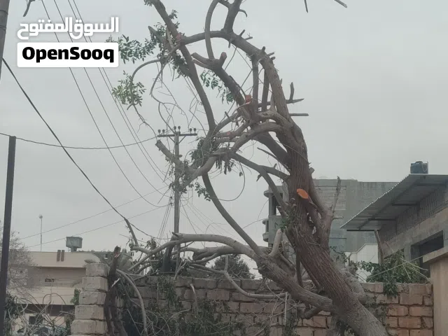 مطلوب سراق شجر