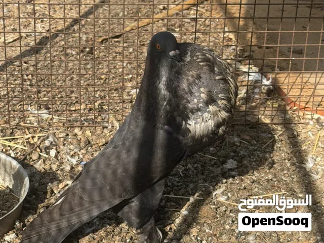 ذكر نفاخ للبيع