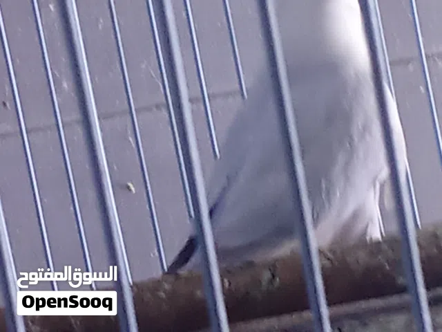 فيشر،، روز