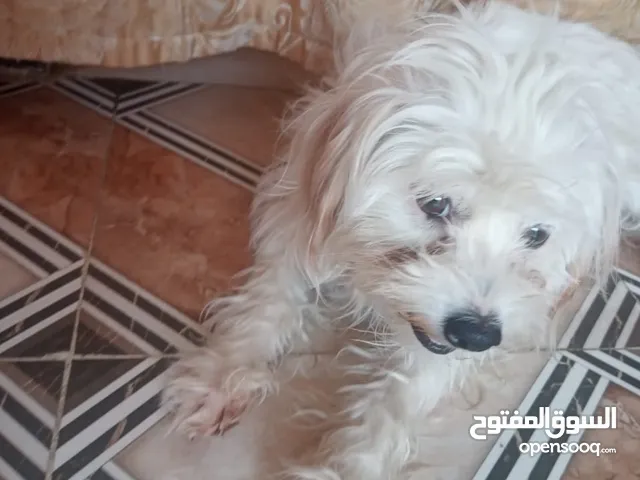 كلب لبيع مكانه القبله حي المهندسين