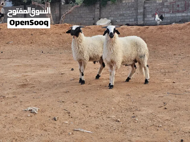 السلام عليكم ورحمة الله زوز خرفان تومايات عمرهم 8شهور يضحو ربي يبارك مكان مسلاتة  البيع ع الهاتف