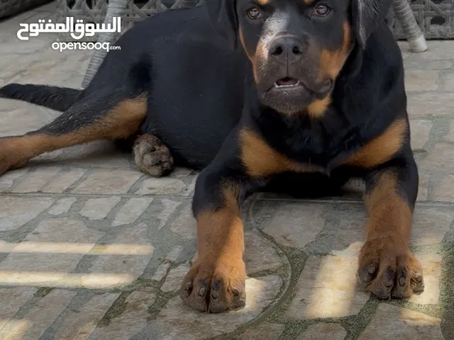 جرو 5 شهور روتوايلر بالبيديجري خط دم تيمت تور
