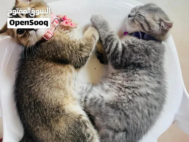 قط سكوتش 4 اشهر من العمر  نضيفات للبيع 4 سعرها 350 ريال مع ألام