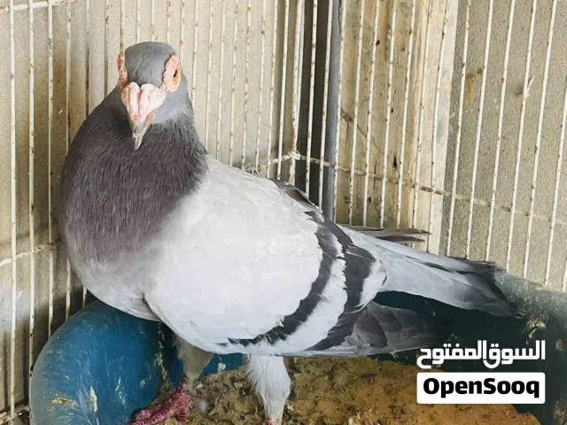 السلام عليكم