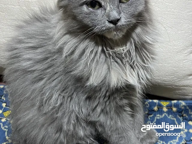 قطه انثى عمرها شهرين ونص للبيع نوعها ميكس سكوتش وبريتيش لعوبه كتير وبتحب الناس