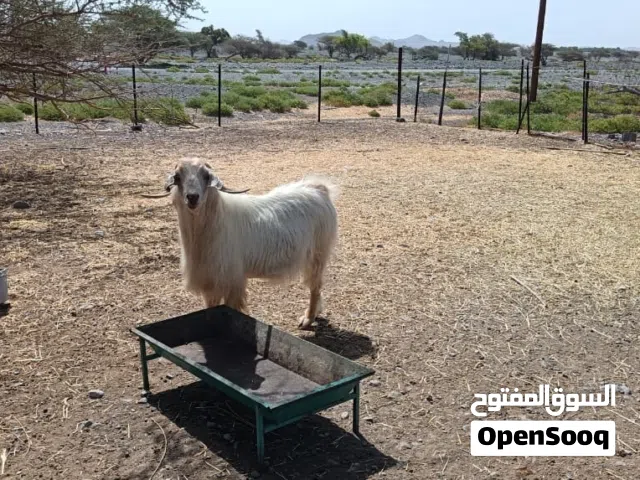 حلال للبيع