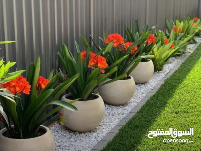 تنسيق حدائق الامارات