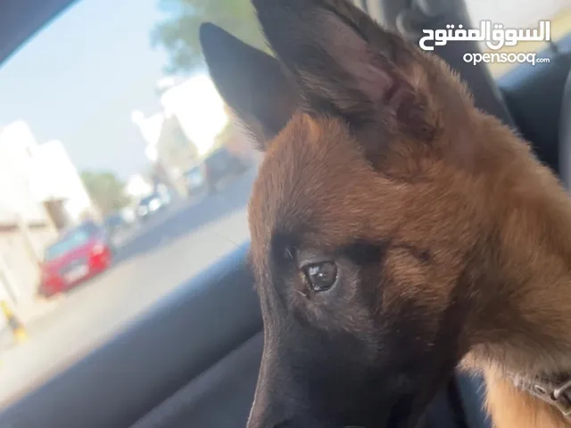 لعشاق التميز تثيه ملينوا