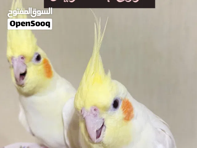 كوكتيل لوتينو بـ70 بادجي