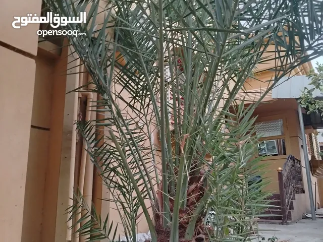 للبيع فسيلة خلاص