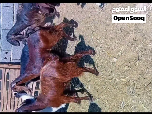 10معزه تبارك الله