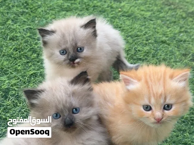 قطط للبيع فقط
