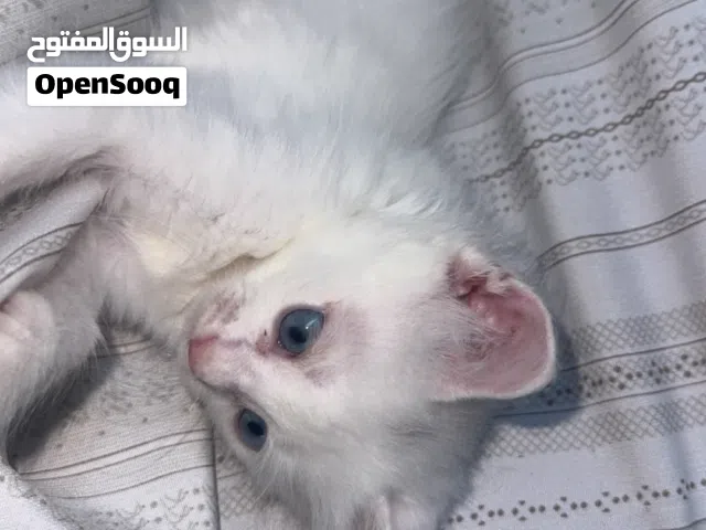 قطه جميله جداً للبيع الام شيرازيه الاب  نص نص