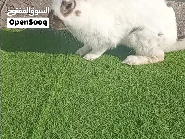 ذكر ارنب بابيون جاهز للانتاج