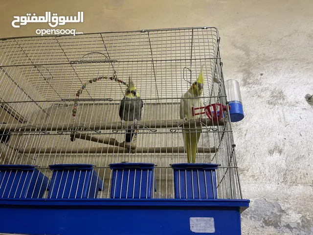 زوج كوكتيل للبيع عمر شهرين